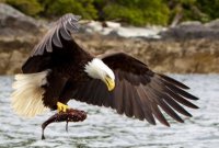 Bald Eagle